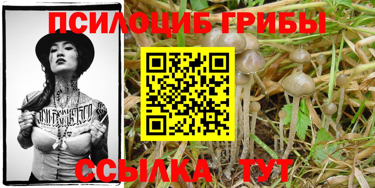 Псилоцибиновые грибы MAGIC MUSHROOMS Камышлов